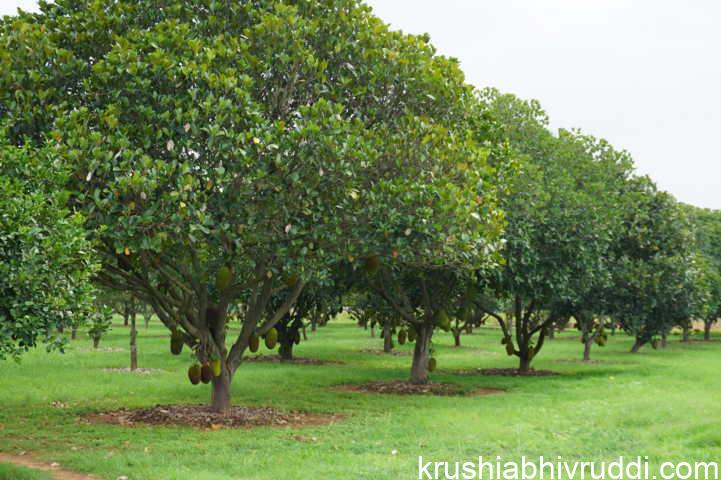 180 ಕ್ಕೂ ಹೆಚ್ಚು ಹಲಸಿನ ತಳಿ ತೋಟ