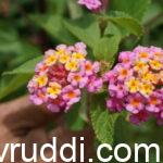 ಸತ್ವ ಉಳ್ಳ ಲಂಟಾನ ಸಸ್ಯ