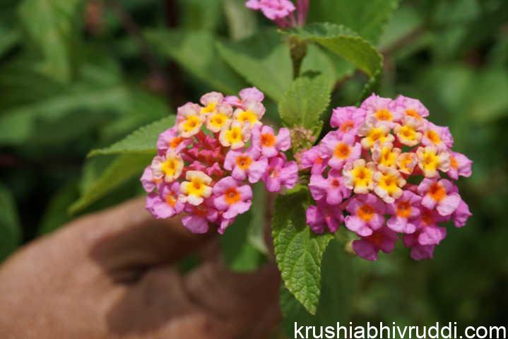 ಸತ್ವ ಉಳ್ಳ ಲಂಟಾನ ಸಸ್ಯ