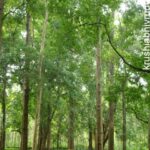 ಪ್ರಪಂಚದಲ್ಲೇ ಅತೀ ಉತ್ಕೃಷ್ಟ ಸಾಗುವಾನಿ ತಳಿ