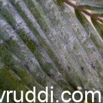 ತೆಂಗಿನ ಗರಿಯ ಕೀಟ