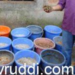 ನಾವೇ ಪಶು ಆಹಾರ ತಯಾರಿಸಿಕೊಂಡ ಹಸು ಸಾಕಾಣಿಕೆ
