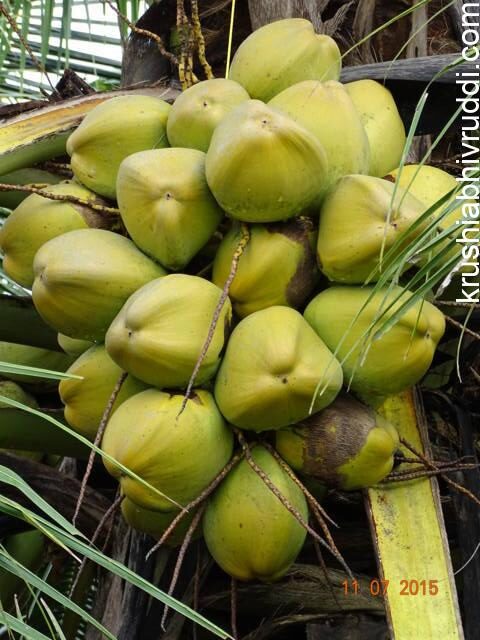 ಗೊನೆ ಪೂರ್ತಿ ಕಾಯಿ ಇರುವ ಮರದಿಂದ ಬೀಜದ ಕಾಯಿ ಆಯ್ಕೆ ಮಾಡಬೇಕು.