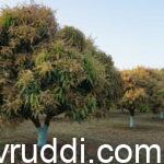 ಹೂವು ಬಿಟ್ಟ ಮಾವಿನ ಮರ