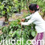 ಫ್ರೂನಿಂಗ್ ಕ್ರಮ