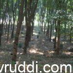ರಬ್ಬರ್ ತೋಟದಲ್ಲಿ ಜೇನು ಪೆಟ್ಟಿಗೆ