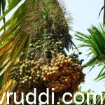 ಶತಮಂಗಳ ಅಡಿಕೆ ಮರ