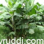 ಬಾಳೆ ಹೀಗೆ ಬೆಳೆದರೆ ಖರ್ಚು ಕಡಿಮೆ