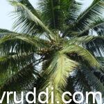 ಉತ್ತಮ ಇಳುವರಿಯ ತೆಂಗಿನ ಮರ