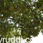 ಈ ಹಣ್ಣಿಗೆ ಬೆಳೆಗೆ ಉತ್ತಮ ಭವಿಷ್ಯ ಇದೆ.