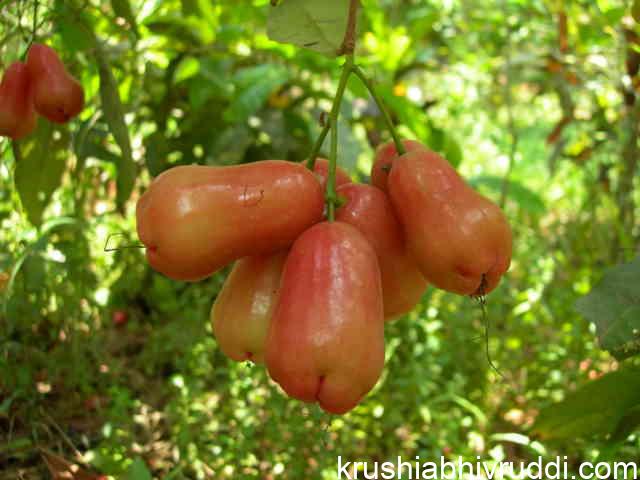 rose apple red