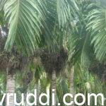 Areca yield