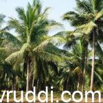 ಉಳುಮೆ ರಹಿತ ತೆಂಗಿನ ತೋಟ