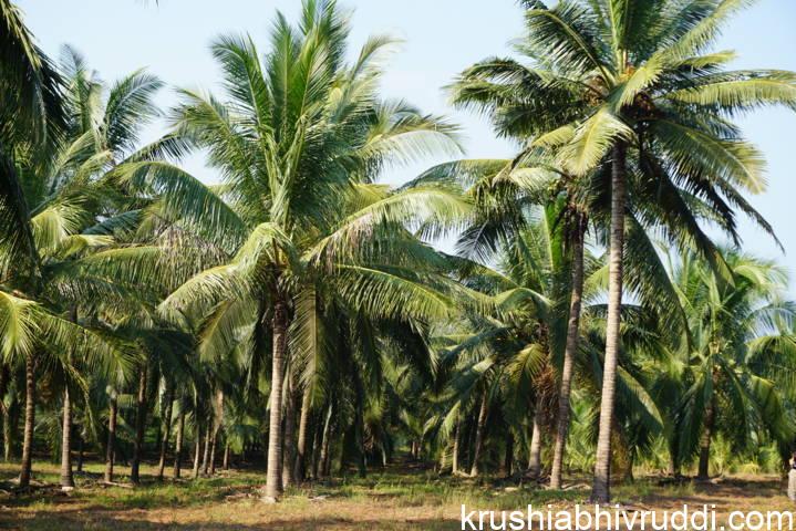 ಉಳುಮೆ ರಹಿತ ತೆಂಗಿನ ತೋಟ