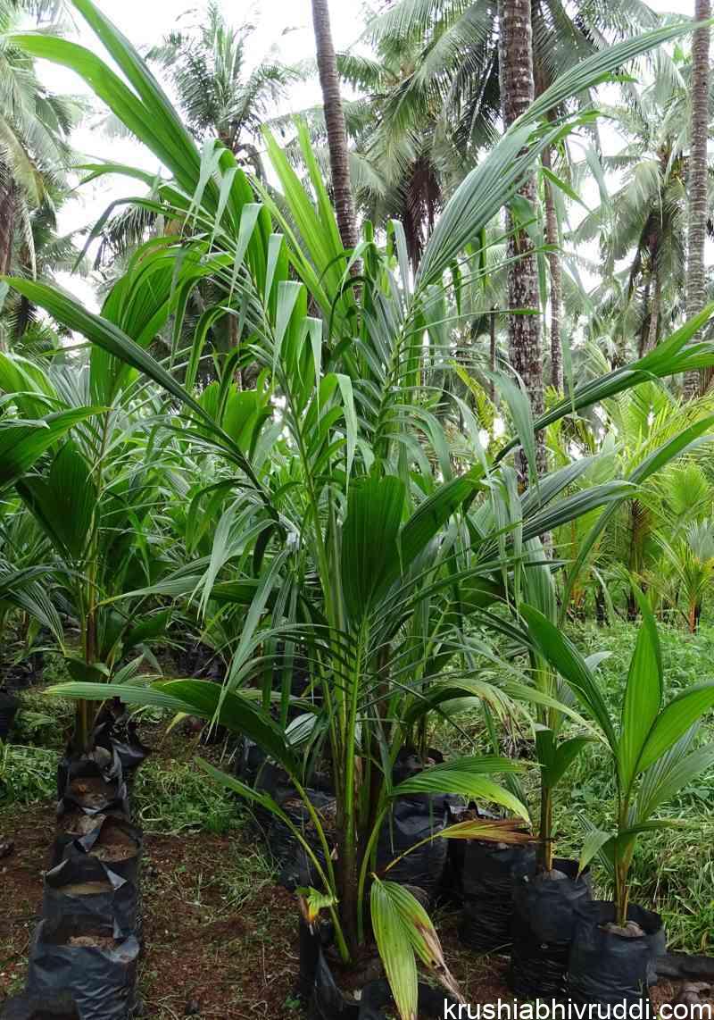 ಬೇಗ ಇಳುವರಿ ಕೊಡಬಲ್ಲ ತೆಂಗಿನ ಸಸಿ ಲಕ್ಷಣ - Early yielding nature of plant