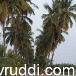 coconut in close dense