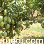 ಮಾವು ಸ್ಪೆಶಲ್ ಬಳಸಿದ ಮಾವು