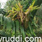 ಸುಳಿ ಕೊಳೆಗೆ ತುತ್ತಾದ ಅಡಿಕೆ ಸಸಿ