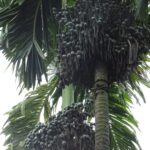ಸ್ಪ್ರೆಡ್ಡರ್ ಅಥವಾ ಅಂಟು ಇಲ್ಲದೆ ಸಿಂಪಡಿಸಿದ ದ್ರಾವಣ