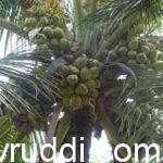 ಉತ್ತಮ ಇಳುವರಿಯ ತೆಂಗು