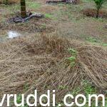 ಕಳೆನಾಶಕ ಬಳಸಿ ಸಾಯಿಸಿದ ಹುಲ್ಲು