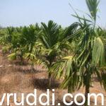 ಎರಡನೇ ವರ್ಷದ ಅಡಿಕೆ ಸಸಿಗಳು