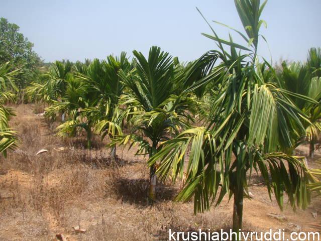 ಎರಡನೇ ವರ್ಷದ ಅಡಿಕೆ ಸಸಿಗಳು