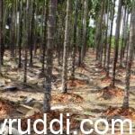 areca garden with out tilling