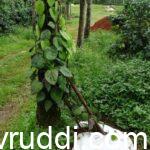 ಸೂಕ್ತವಾದ ನಾಟಿ ವಿಧಾನ