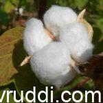 cotton