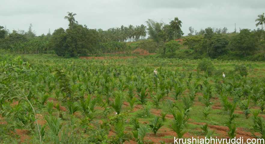 ಅಡಿಕೆ ಸಸಿ ನೆಡುವ ಕ್ರಮ