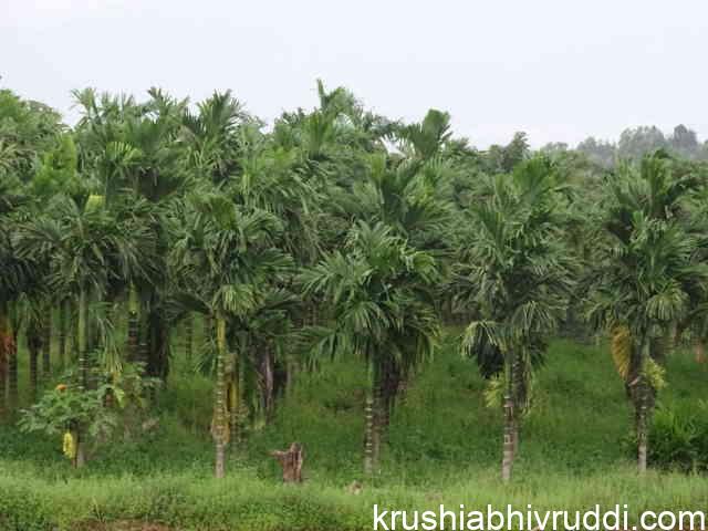 areca nut plants