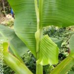 ಬಾಳೆ ಎಲೆ ವೈರಾಣು ರೋಗ ಚಿನ್ಹೆ- Virus diseae symptom