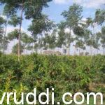 ಕೃಷಿ ಮತ್ತು ಅರಣ್ಯ