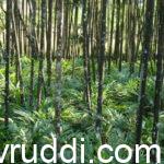 ಅಡಿಕೆ ತೋಟದಲ್ಲಿ ಏಲಕ್ಕಿ