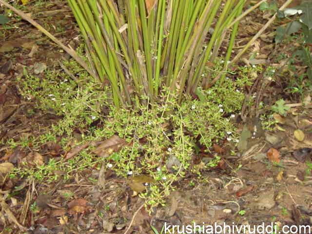 ಏಲಕ್ಕಿ ಬೆಳೆ