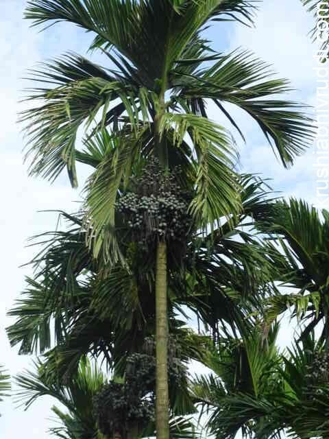 ಆರೋಗ್ಯವಂತ ಅಡಿಕೆ ಮರ