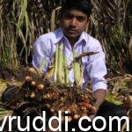 ಒಂದು ಗಿಡದಲ್ಲಿ ಬೆಳೆದ ಅರಶಿನ, ಸಾಂಗ್ಲಿ ಸ್ಥಳೀಯ ತಳಿ