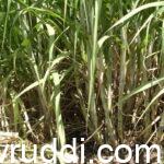 sugarcane crop