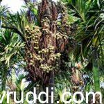 6 ವರ್ಷಕ್ಕೆ ಅಡಿಕೆ -ಫಲ – High yield in arecanut