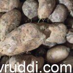 chines potato