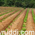 arecanut planting and shade- ನೆಡುವಾಗ ನೆರಳು ಮಾಡಿ.