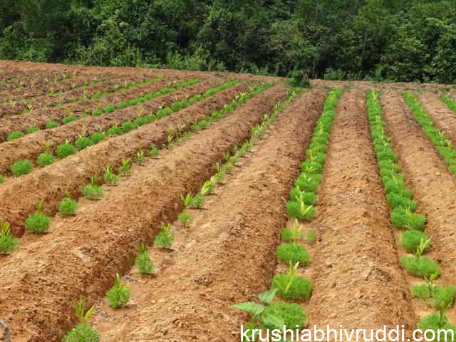 arecanut planting and shade- ನೆಡುವಾಗ ನೆರಳು ಮಾಡಿ.