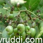ಗೇರು - ಹೆಚ್ಚಿನ ಆದಾಯಕ್ಕೆ- ಇದನ್ನು ತಪ್ಪದೆ ಮಾಡಿ