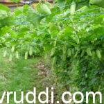 ಹೂ ಬಿಟ್ಟದ್ದೆಲ್ಲಾ ಕಾಯಿಯಾಗುವ ಉತ್ತಮ ತರಕಾರಿ ತೊಂಡೆ