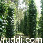 pepper plantation