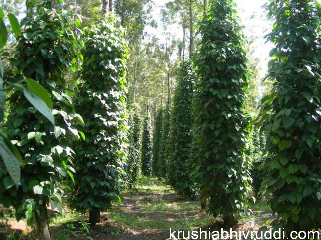 pepper plantation