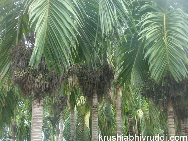 ಮಂಗಳ ಅಥವಾ ಇಂಟರ್ ಮಂಗಳ ಅಡಿಕೆ ಫಸಲು