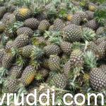 Pineapple Shridhara gowda