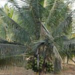 ತೆಂಗು-ಉತ್ತಮ ಆರೈಕೆಯಲ್ಲಿ ಬೆಳೆದ 4 ವರ್ಷದ ತೆಂಗು- 4 year yielding plant